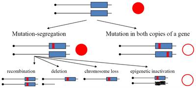 Recombination Is Responsible for the Increased Recovery of Drug-Resistant Mutants with Hypermutated Genomes in Resting Yeast Diploids Expressing APOBEC Deaminases